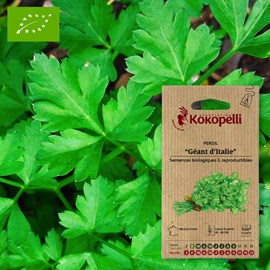 Persil géant d'italie- graines bio à sem