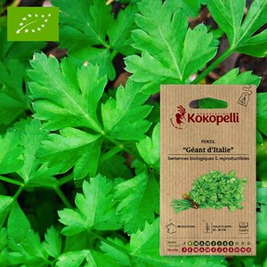 Persil géant d'italie- graines bio à sem