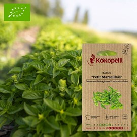 Basilic petit marseillais- graines bio à