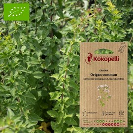 Origan commun- graines bio à semer