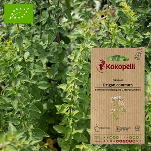 Origan commun- graines bio à semer