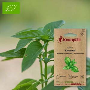 Basilic eleonora- graines bio à semer