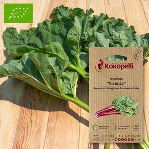 Rhubarbe victoria- graines bio à semer