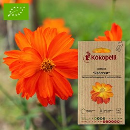 Cosmos redcrest- graines bio à semer