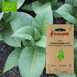 Tabac virginia bright leaf- graines bio