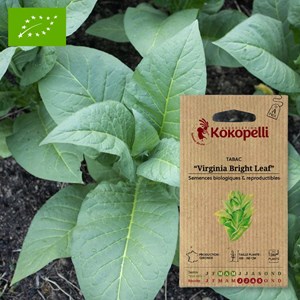 Tabac virginia bright leaf- graines bio