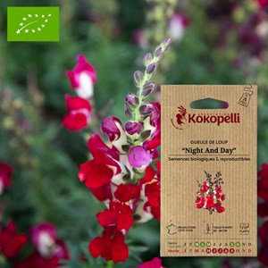 Gueule de loup night and day- graines bi