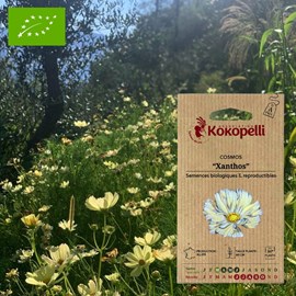 Cosmos jaune xanthos- graines bio à seme