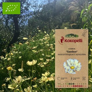 Cosmos jaune xanthos- graines bio à seme