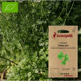 Coriandre pokey joe- graines bio à semer