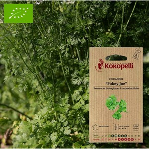 Coriandre pokey joe- graines bio à semer