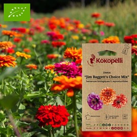 Zinnia jim baggett's choice mix- graines