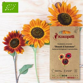 Tournesol à fleurs beauté d'automne- gra