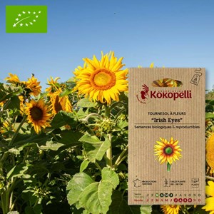 Tournesol à fleurs irish eyes- graines b