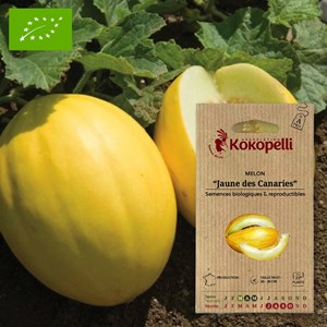 Melon jaune des canaries- graines bio à