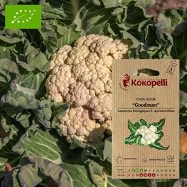 Chou fleur goodman- graines bio à semer