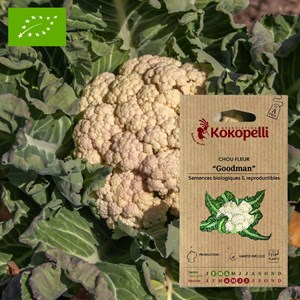 Chou fleur goodman- graines bio à semer