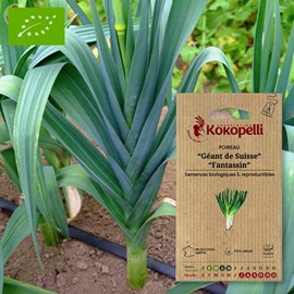 Poireau géant de suisse fantassin- grain