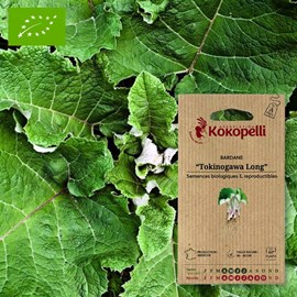 Bardane tokinogawa long- graines bio à s