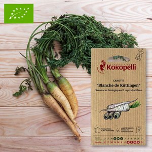 Carotte blanche blanche de küttingen- gr