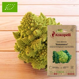 Chou brocoli romanesco- graines bio à se
