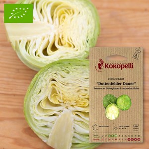 Chou cabus blanc d'automne et d'hiver do