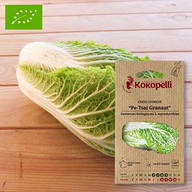 Chou chinois pe-tsai granaat- graines bi