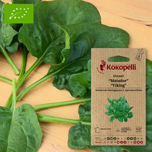 Épinard matador &nbsp; viking- graines bio à