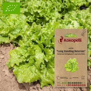 Laitue batavia de tous les mois long sta