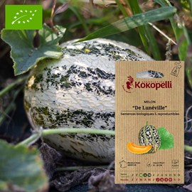 Melon de lunéville- graines bio à semer