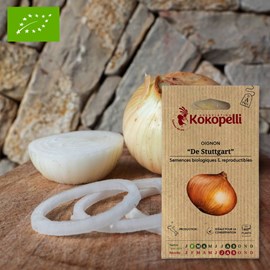 Oignon de stuttgart- graines bio à semer