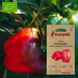 Poivron doux yolo wonder- graines bio à