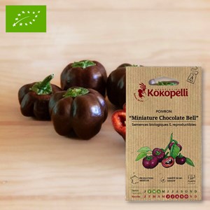 Poivron miniature chocolate bell- graine