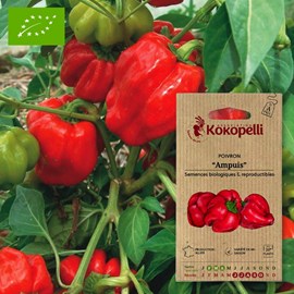 Poivron rouge ampuis- graines bio à seme