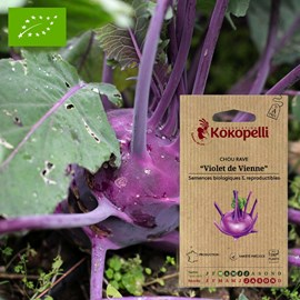 Chou rave violet de vienne- graines bio