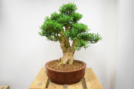 Buis (buxus harlandii)