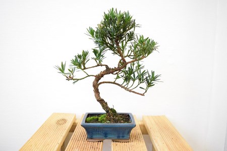 Pin des bouddhistes (podocarpus)