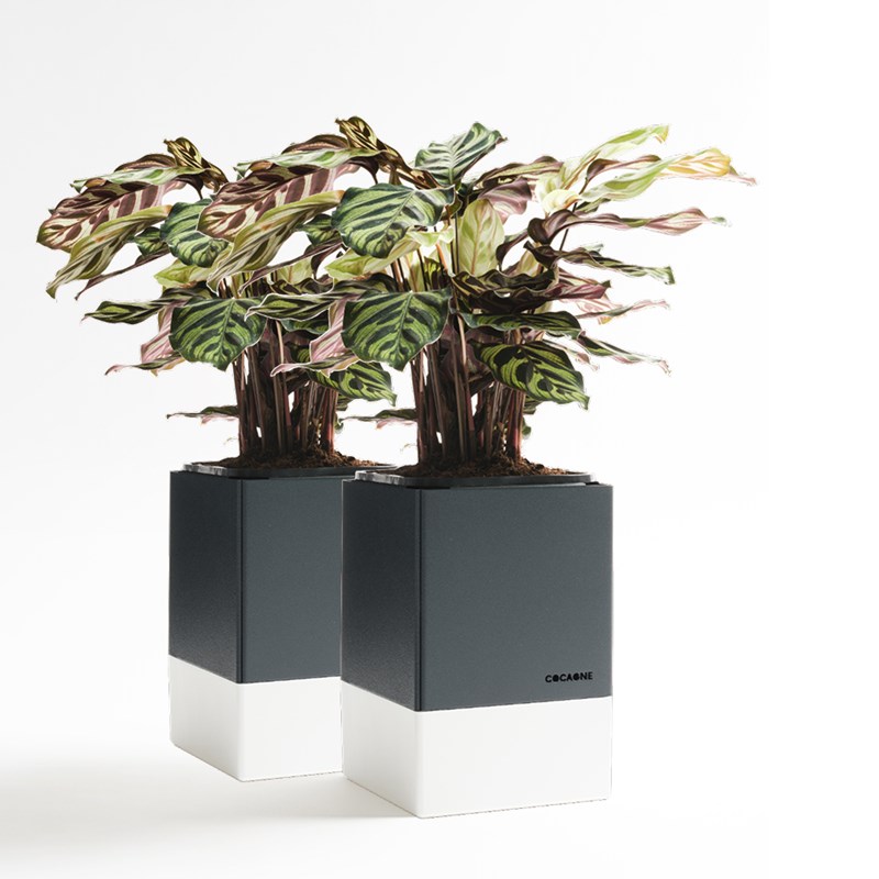 Le duo cocagne anthracite