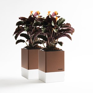 Le duo cocagne corten