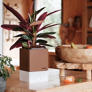 Le duo cocagne corten