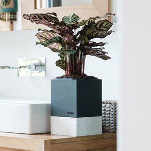 La triplette cocagne anthracite