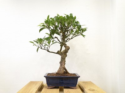 Bonsaï ficus retusa