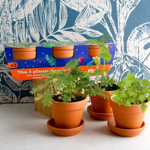 Trio de plantes extraordinaires