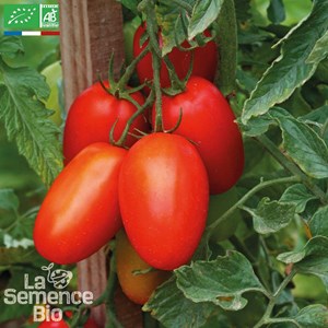 Tomate prince borghese bio