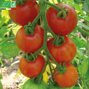 Tomate cocktail tigerella bicolore bio