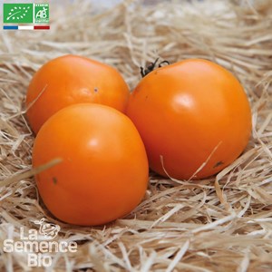 Tomate orange queen bio