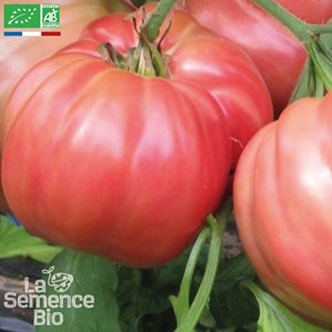 Tomate rosa bio