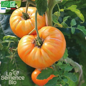 Tomate summer cider bio