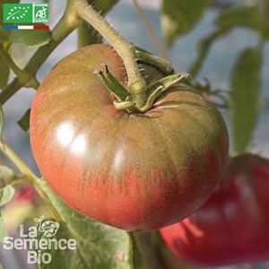 Tomate black from tula bio