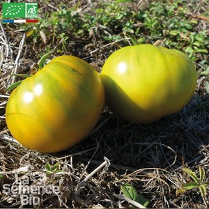Tomate evergreen bio